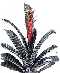 ایکیما چانتینی